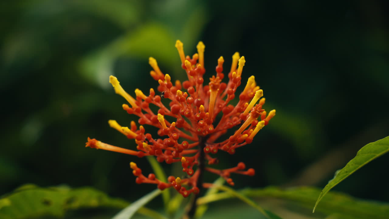 Close-up of a vibrant orange and yellow tropical flower