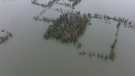 Landschaft-Mit-Bäumen,-Die-Nach-Großen-Überschwemmungen-Rund-Um-Den-Fluss-Waal-Halb-überflutet-Sind