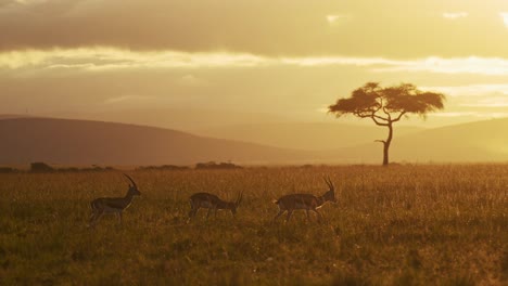 Gacelas-Observando-La-Sabana-Con-Montañas-Y-Nubes-Rodando,-Cruzando-El-Cielo-Mientras-Se-Pone-El-Sol,-Fauna-Africana-En-La-Reserva-Nacional-De-Maasai-Mara,-Kenia,-Animales-De-Safari-En-áfrica