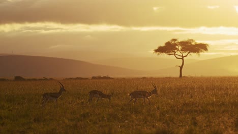 gazelles watching over the savanna with mountains and clouds rolling, across the sky as the sun goes down, african wildlife in maasai mara national reserve, kenya, africa safari animals