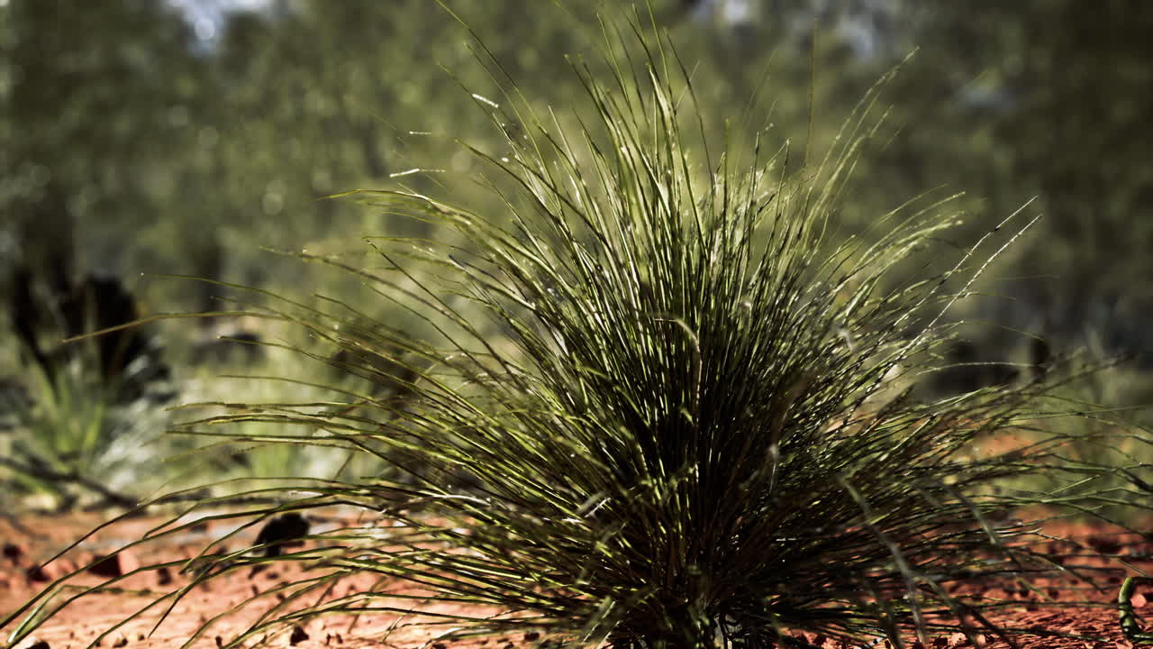 Vibrant green grass emerging from red soil in an arid landscape under daylight