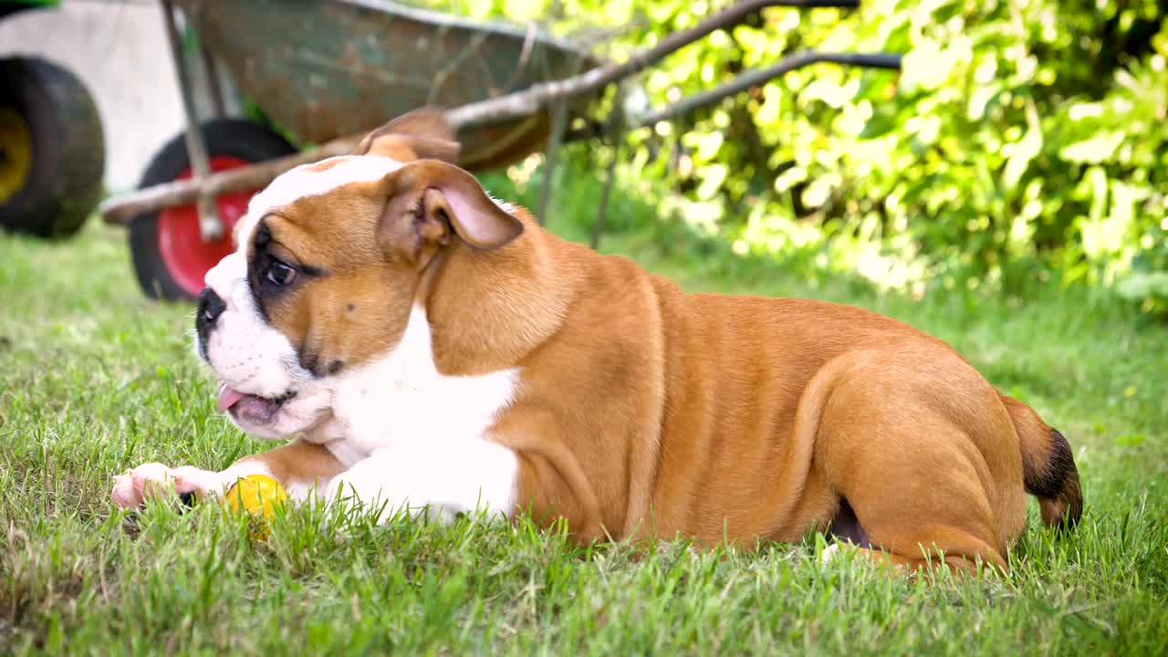 아름다운 색 갈색 영어 불도그, 풀 위에 앉아있는 아름다운 얼굴, 자연 배경, 개념: 패러디스트 개, 좋아하는 동물, 진정한 친구, 개의 혈통, 친구의 개, 작은 양털.