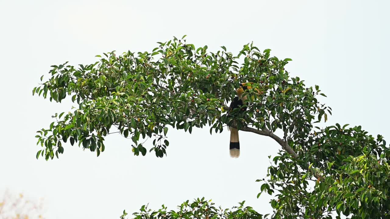 gran hornbill, buceros bicornis, alimentándose de frutas en lo profundo de la rama superior de un árbol en una cresta de montaña y luego salta a otra rama para alimentarse