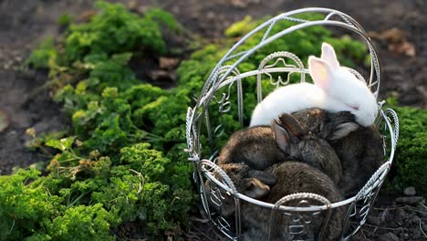 cute fluffy bunny and wicker basket with colourful easter
