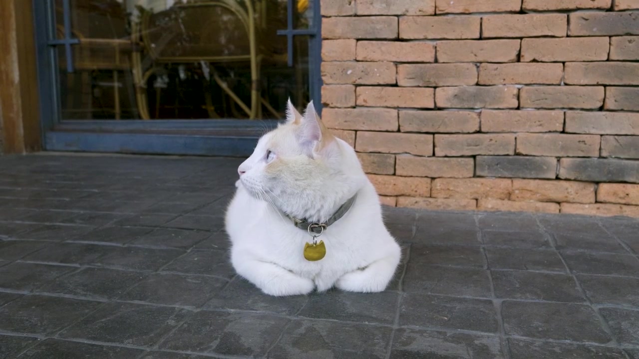 Mavi gözlü güzel beyaz kedi, alçak açılı geniş çekim.
