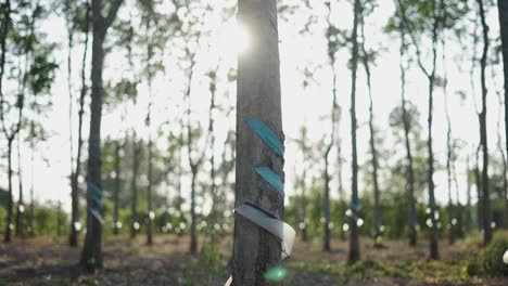 Rubber Tree Plantation