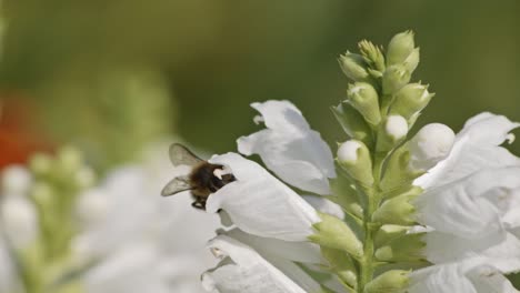 close up view of a bee pollinating a white flower