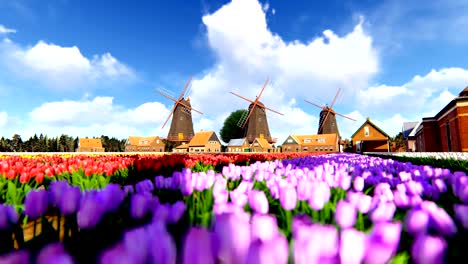 traditional dutch windmills with vibrant tulips in the foreground over blue sky