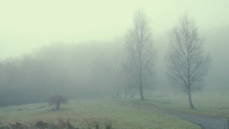 dense fog on field among trees atmospheric