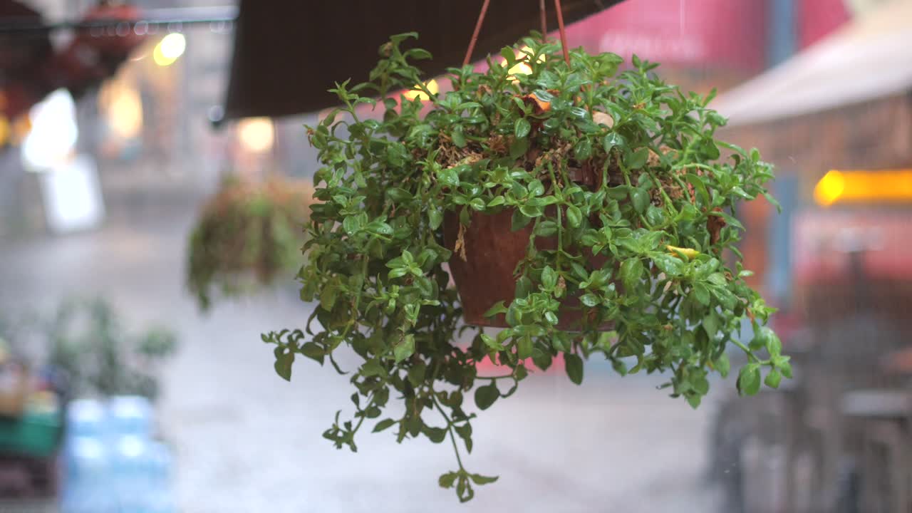 Hanging Plant in a Terracotta Pot
