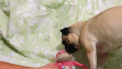 pug hembra muy linda jugando con su juguete