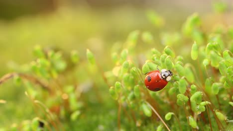 Vida-Silvestre-De-Cerca-De-Una-Mariquita-En-La-Hierba-Verde-En-El-Bosque