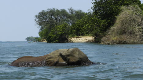 elefante toro bañándose en un gran río
