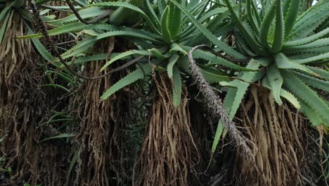 aloe sudafricano con hojas de color verde esmeralda y espinas rojas en los bordes, hermosa textura verde natural y patrones a medida que la cámara se mueve en cámara lenta