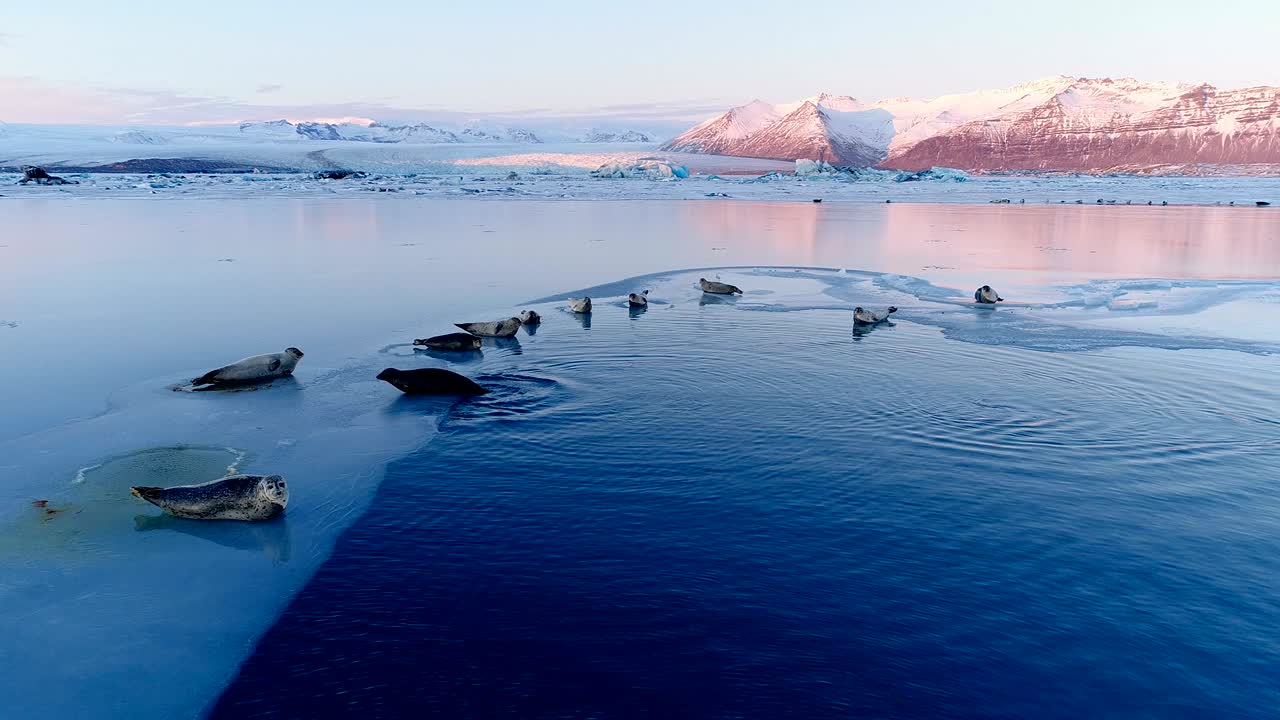Wonderful panoramic view of seals on white ice floe in Iceland, under the red sunset. We can see glacier and the sky in the horizon.