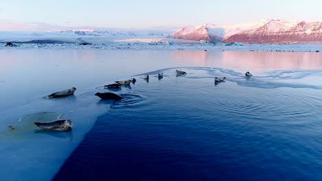 wonderful panoramic view of seals on white ice floe in iceland, under the red sunset. we can see glacier and the sky in the horizon.
