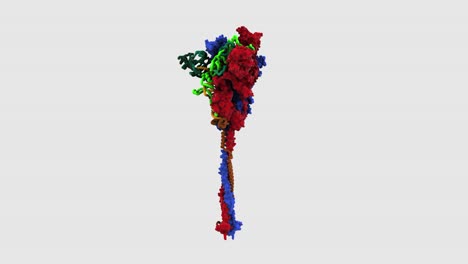el bucle de rotación de proteínas de pico de sars-cov-2