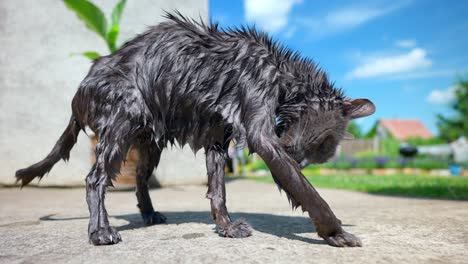 Dünne-Alte-Katze,-Die-An-Einem-Sonnigen-Tag-Ihr-Nasses-Fell-Nach-Dem-Bad-Leckt