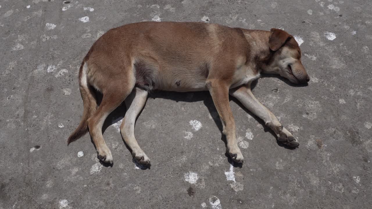 A dog sleeping peacefully under the blazing sun
