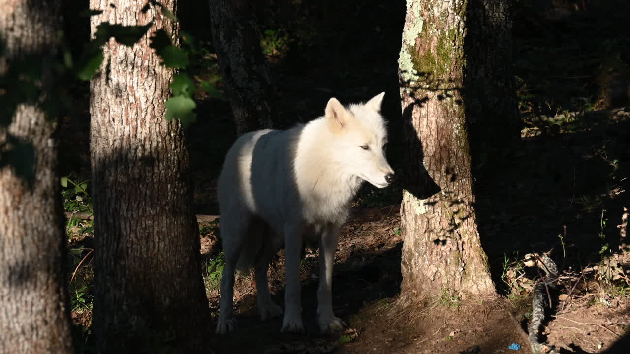 un lobo blanco mira a su alrededor durante un amanecer, sombra de su cabeza en un baúl, zoológico