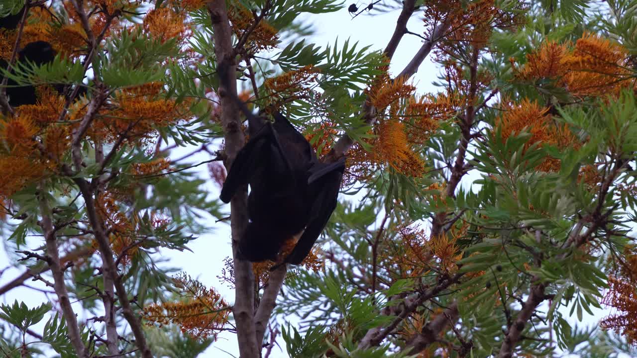Primo piano di una volpe volante nera (Pteropus alecto) appesa a testa in giù su un albero, intenta a nutrirsi del nettare di un albero al crepuscolo