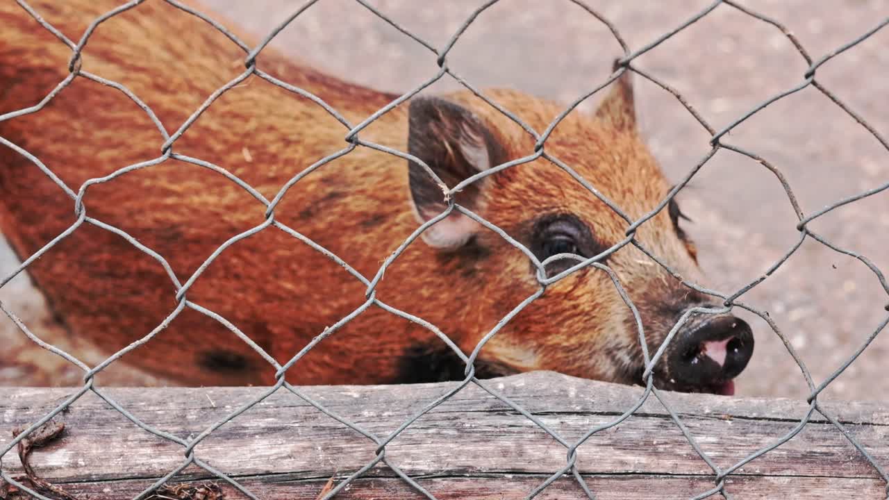 A reddish brown pig being fed carrots through a mesh fence at a petting zoo