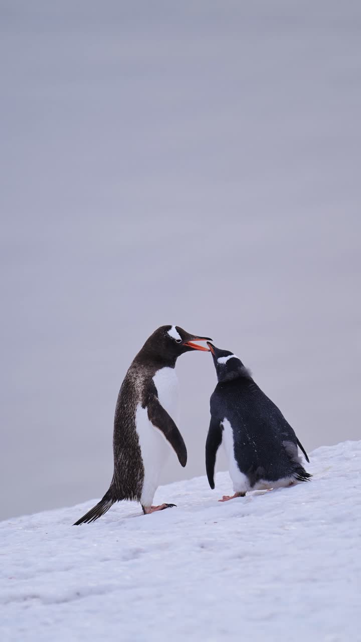 niños pingüinos en la antártida, madre alimentando al bebé, pingüinos gentoo y antártida vida silvestre y animales en la península antártica, video vertical para redes sociales, instagram reels y tiktok