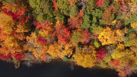 vista aérea de pájaros árboles naranjas y amarillos en la naturaleza temporada de otoño