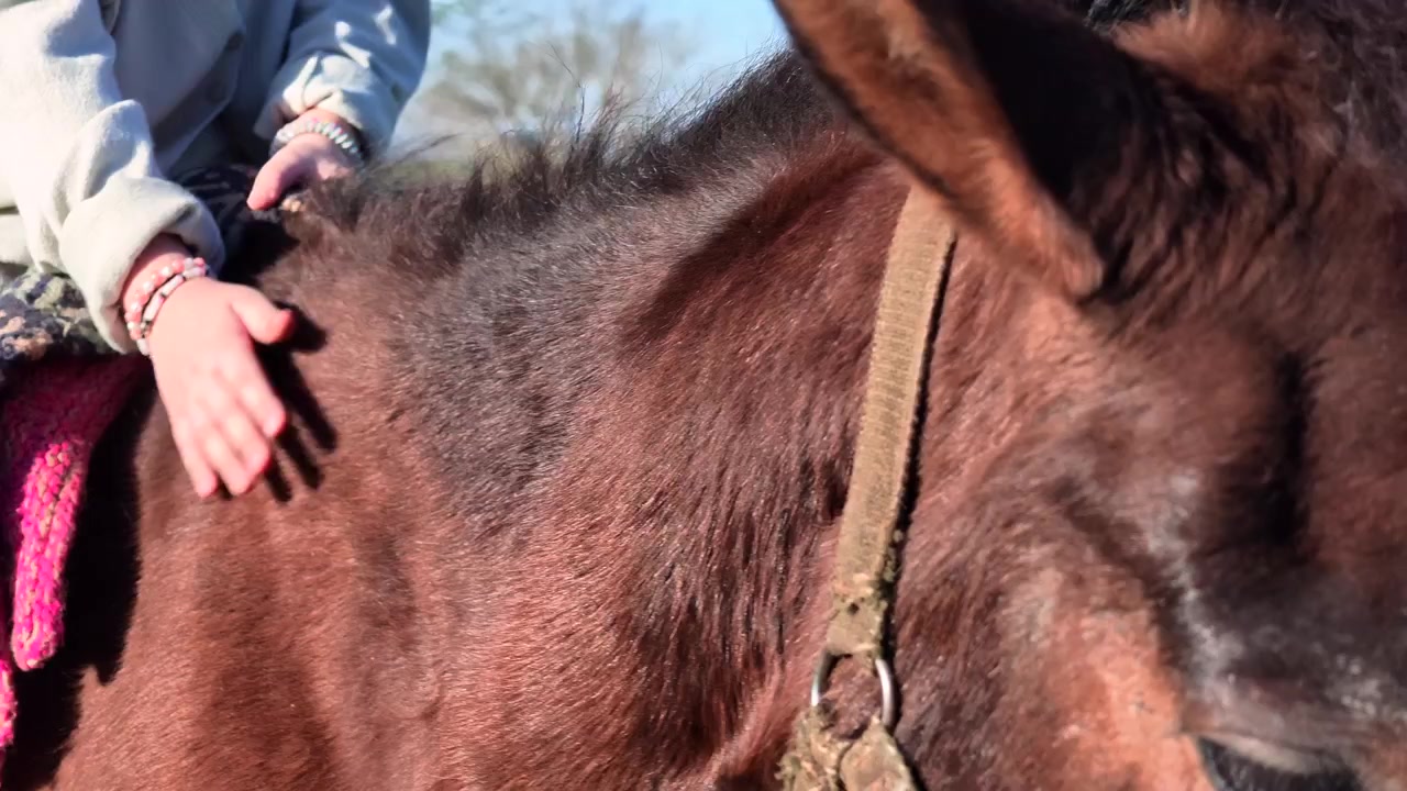 Giovane ragazza accarezza lentamente il manto del cavallo mentre è seduta sulla sua schiena durante un momento di relax in campagna