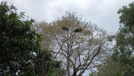 loros guacamayos en la rama de un árbol - playa currumbin y santuario de vida silvestre australia