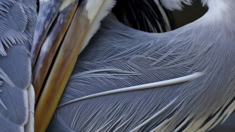 close-up of gray and white bird feathers