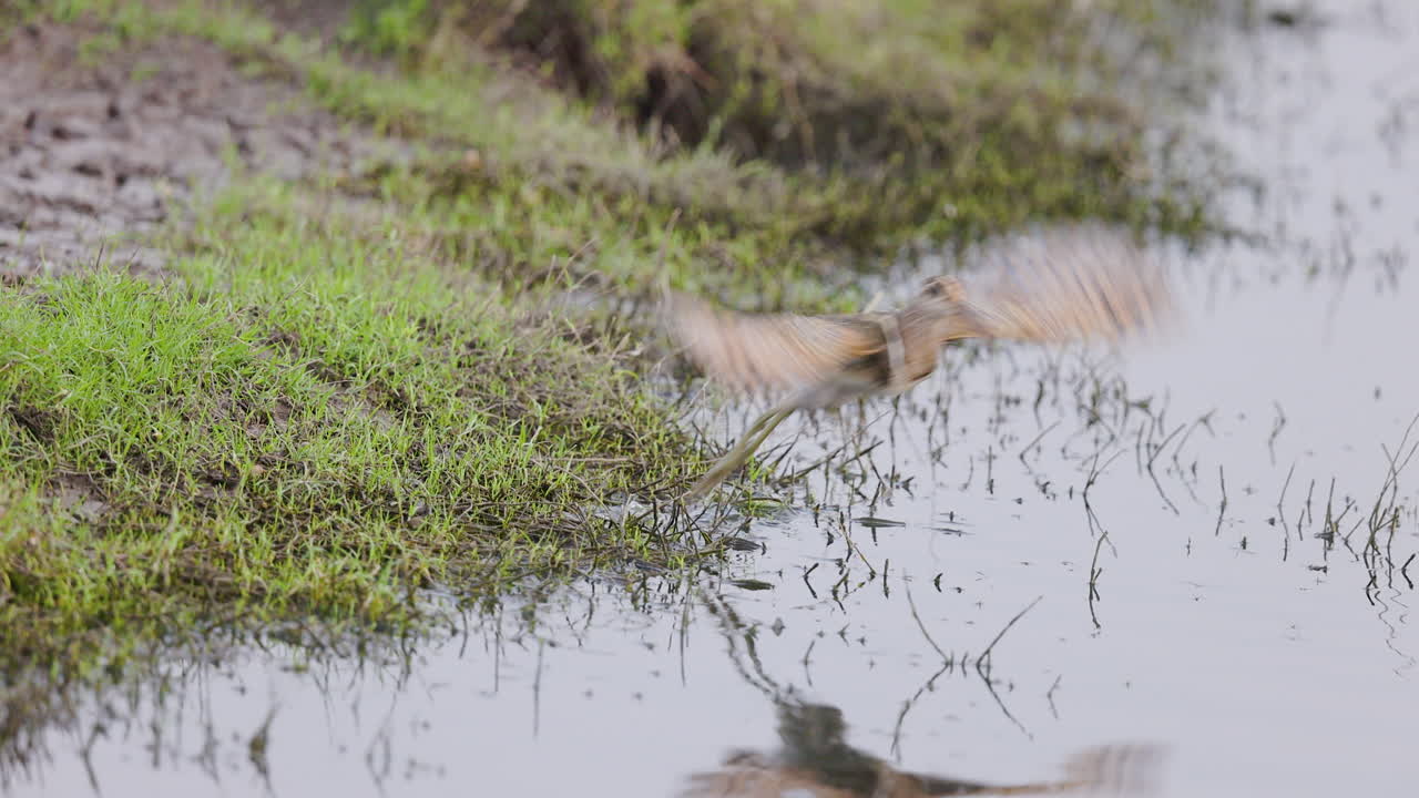 Male Painted Snipe Wing Display and Takeoff Over Wetland, morning