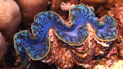 blue giant clam on tropical coral reef