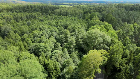 Imágenes-Aéreas-De-Vegetación-Forestal-Ambiental-Con-Carretera-Durante-El-Día-Soleado