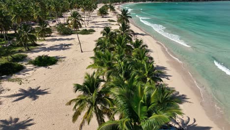 aerial flying over palm trees on la boca del diablo beach, samana, dominican republic