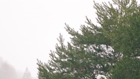 extreme snowfall on green pine trees at the countryside during winter season