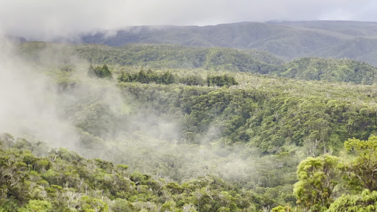 Cinematic long lens panning shot of fog creeping out over the lush rainforest in the Na Pali mountains at the top of Waimea Canyon on the Hawaiian island of Kaua'i
