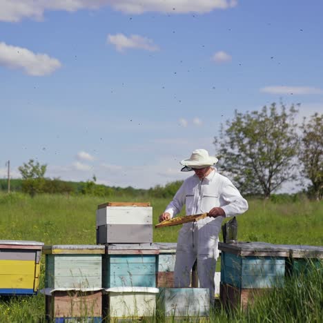 Wooden beehives in beautiful landscape. Beekeeper works with bees in the apiary