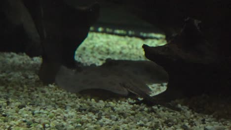 low angle of small stingray with venomous tail gliding along the bottom of a vibrant aquarium at tallinn zoo. slow motion of flatfish undulating motion on aquarium floor. flow of spooky sea creature