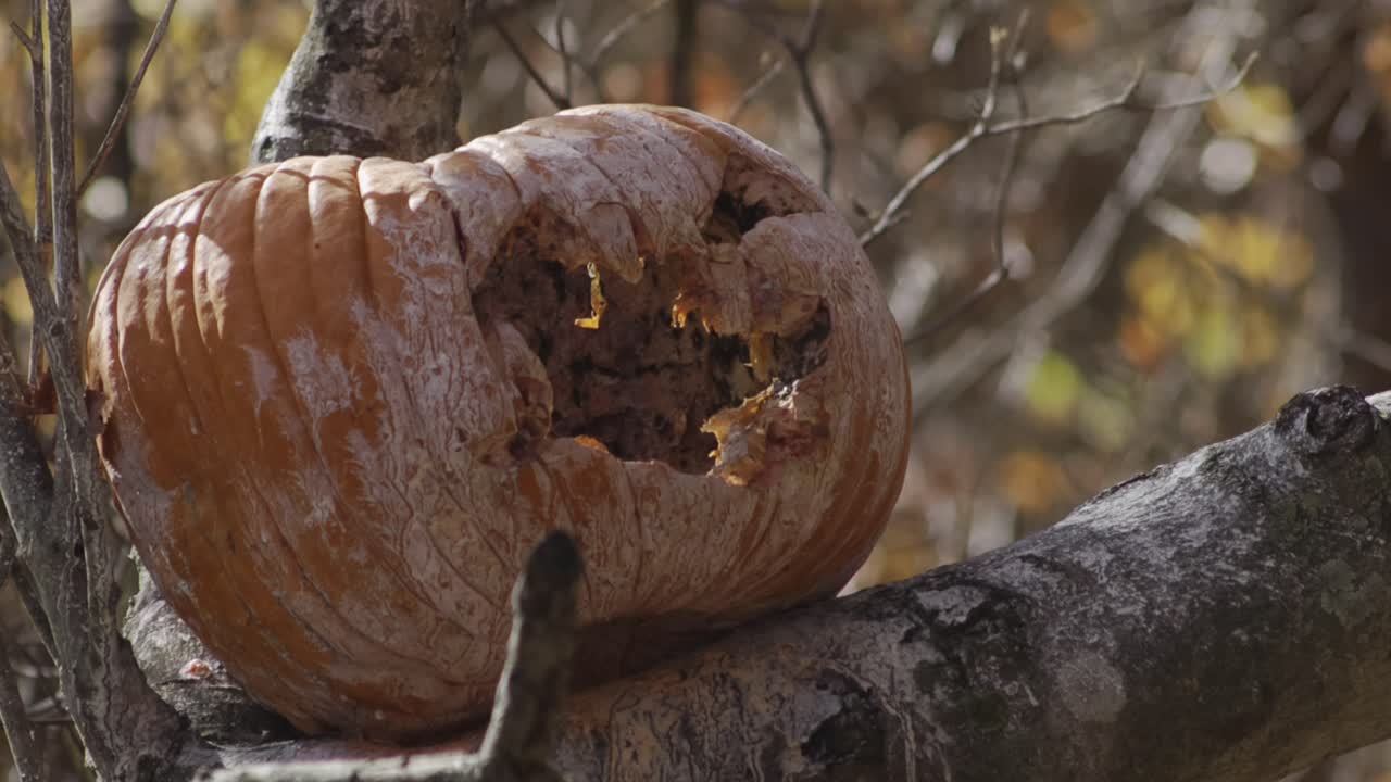 Primer plano de una calabaza podrida sobre la rama de un árbol, que muestra el deterioro y la descomposición naturales. Imagen otoñal y atmosférica de Halloween que simboliza el otoño, el envejecimiento, el abandono y un espeluznante cambio de estación