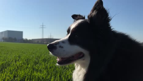 Close-up-shot-of-a-dog-panting-and-looking-around-on-a-sunny-spring-day