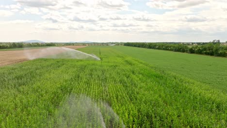 Fliegen-Sie-über-Sprinklerdüsen,-Die-Ein-Gemüsefeld-In-Der-Ackerregion-Marchfeld-In-Österreich-Bewässern