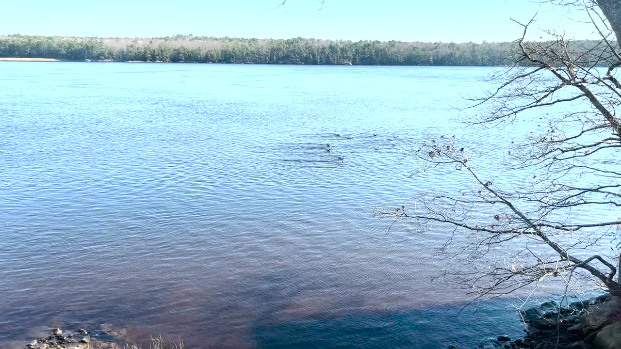 강에 상륙하는 캐나다 기러기의 영상