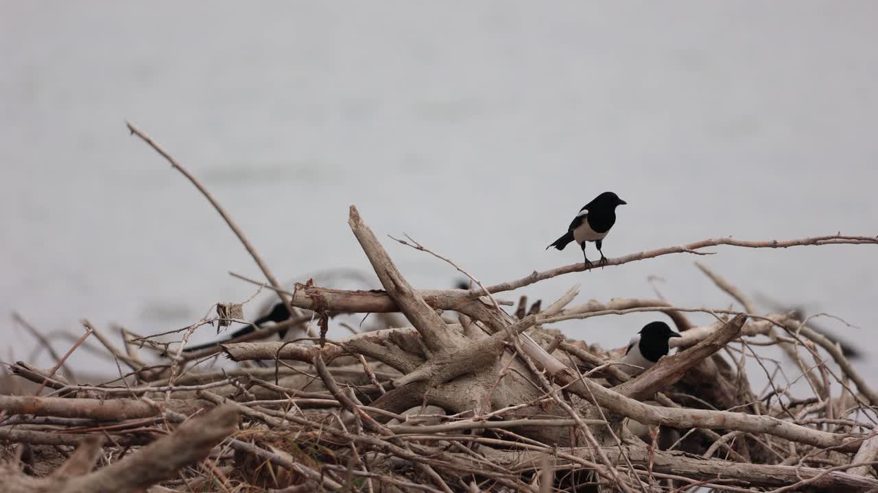 madera flotante en alta mar con pájaros urraca euroasiáticos posados