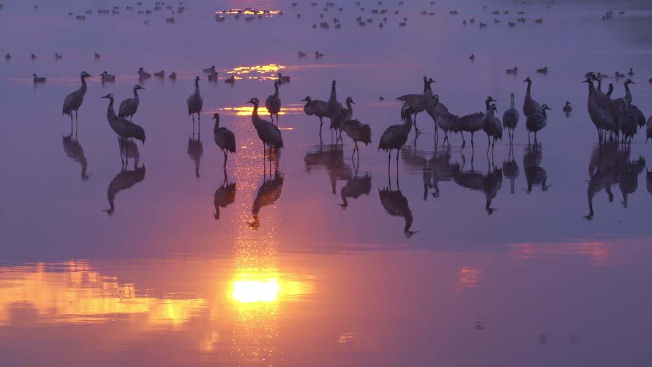 Eurasian Cranes standing in a lake at sunrise, illuminated by beautiful light.