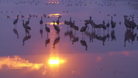 eurasian cranes standing in a lake at sunrise, illuminated by beautiful light.