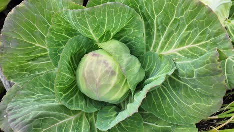 discover the thriving cabbage plants in yakutia, showcasing their rich green leaves and abundant growth amidst a stunning landscape