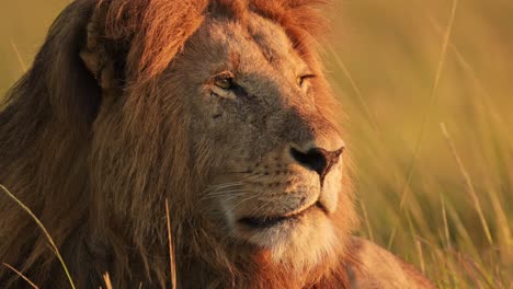 Beautiful-Africa-Wildlife-Animal,-African-Male-lion-in-Masai-Mara-National-Reserve-in-Kenya-on-Africa-Safari-in-Maasai-Mara,-Beautiful-Close-Up-Face-Portrait-Waking-Up-at-Dawn-in-Sunrise-Sunlight