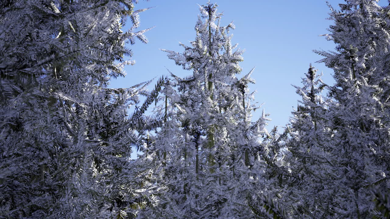 Frost covered trees under a clear blue sky in winter setting