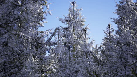 frost covered trees under a clear blue sky in winter setting